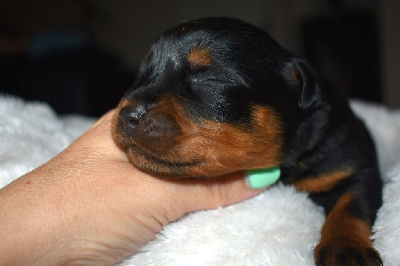 Les chiots de Rottweiler