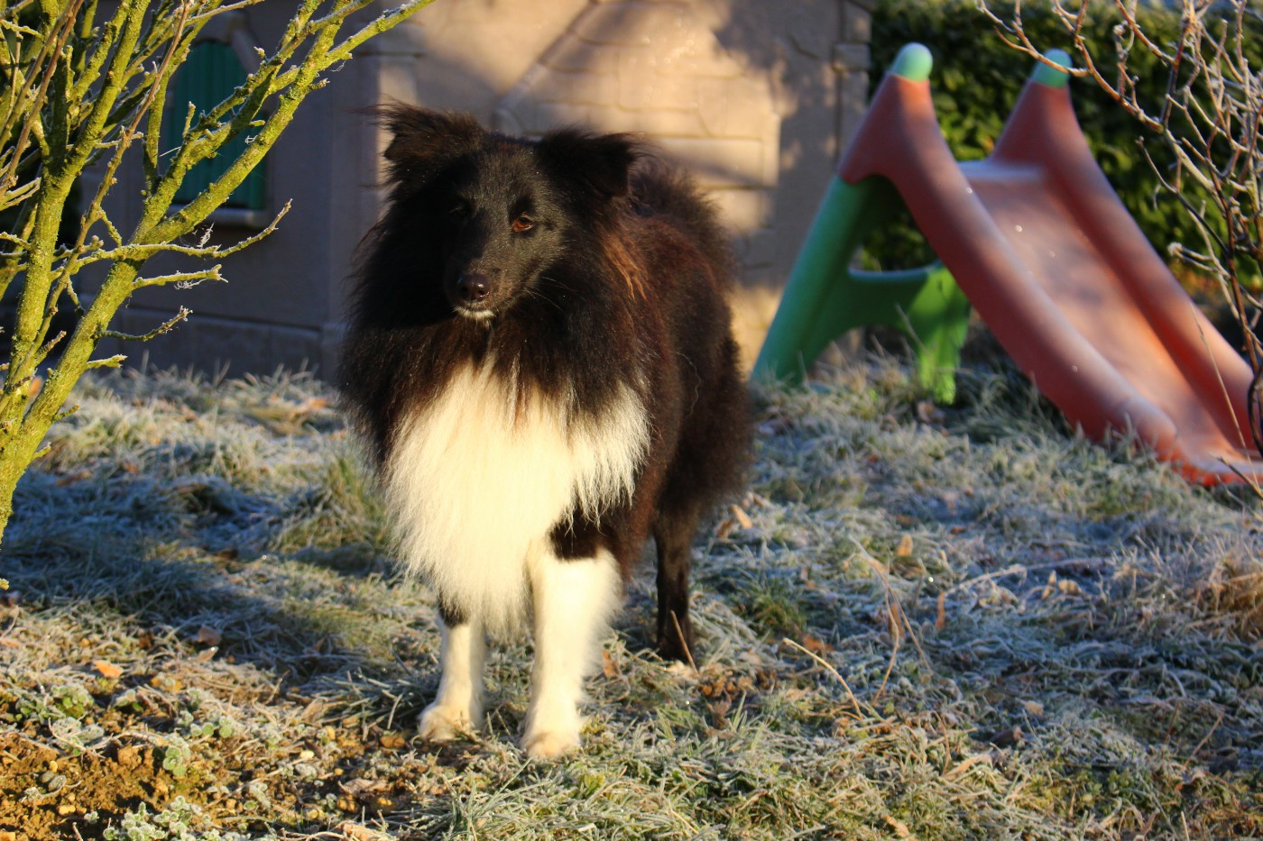 Publication : Des Monts D'Alavardi Auteur : Des Monts d'Alavardi