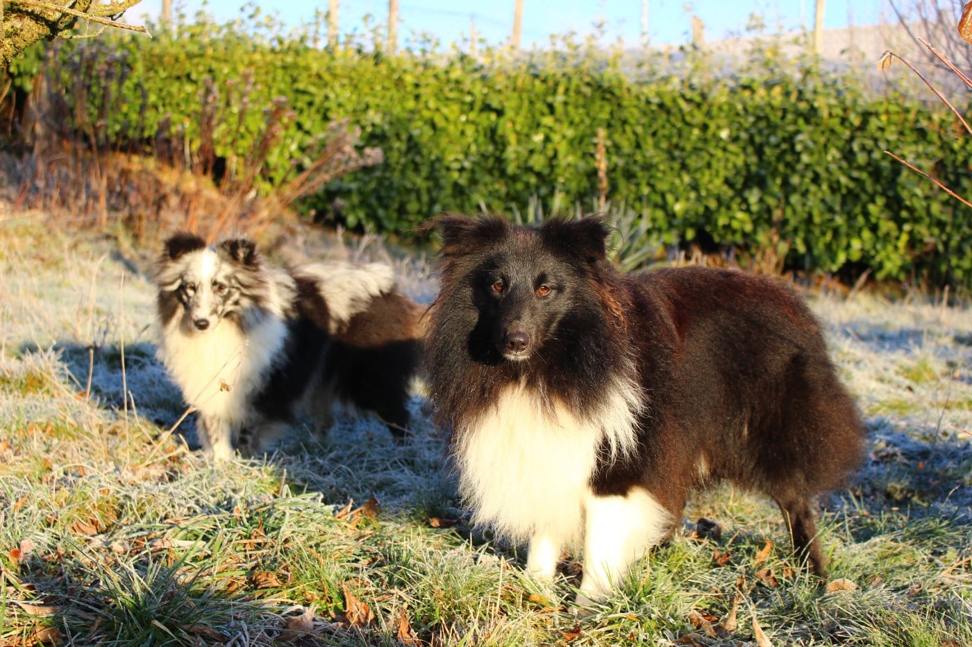 Publication : Des Monts D'Alavardi Auteur : Des Monts d'Alavardi