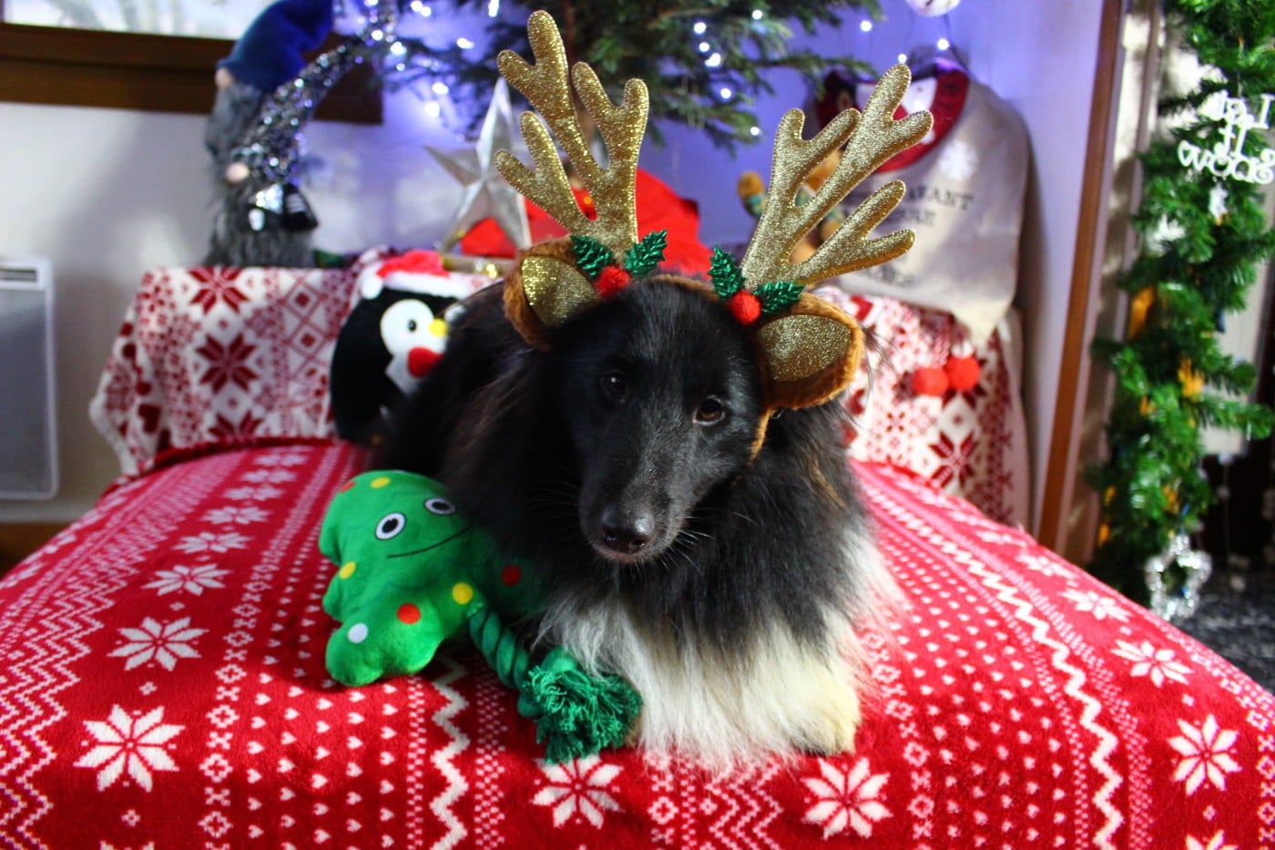 Publication : Des Monts D'Alavardi Auteur : Des Monts d'Alavardi