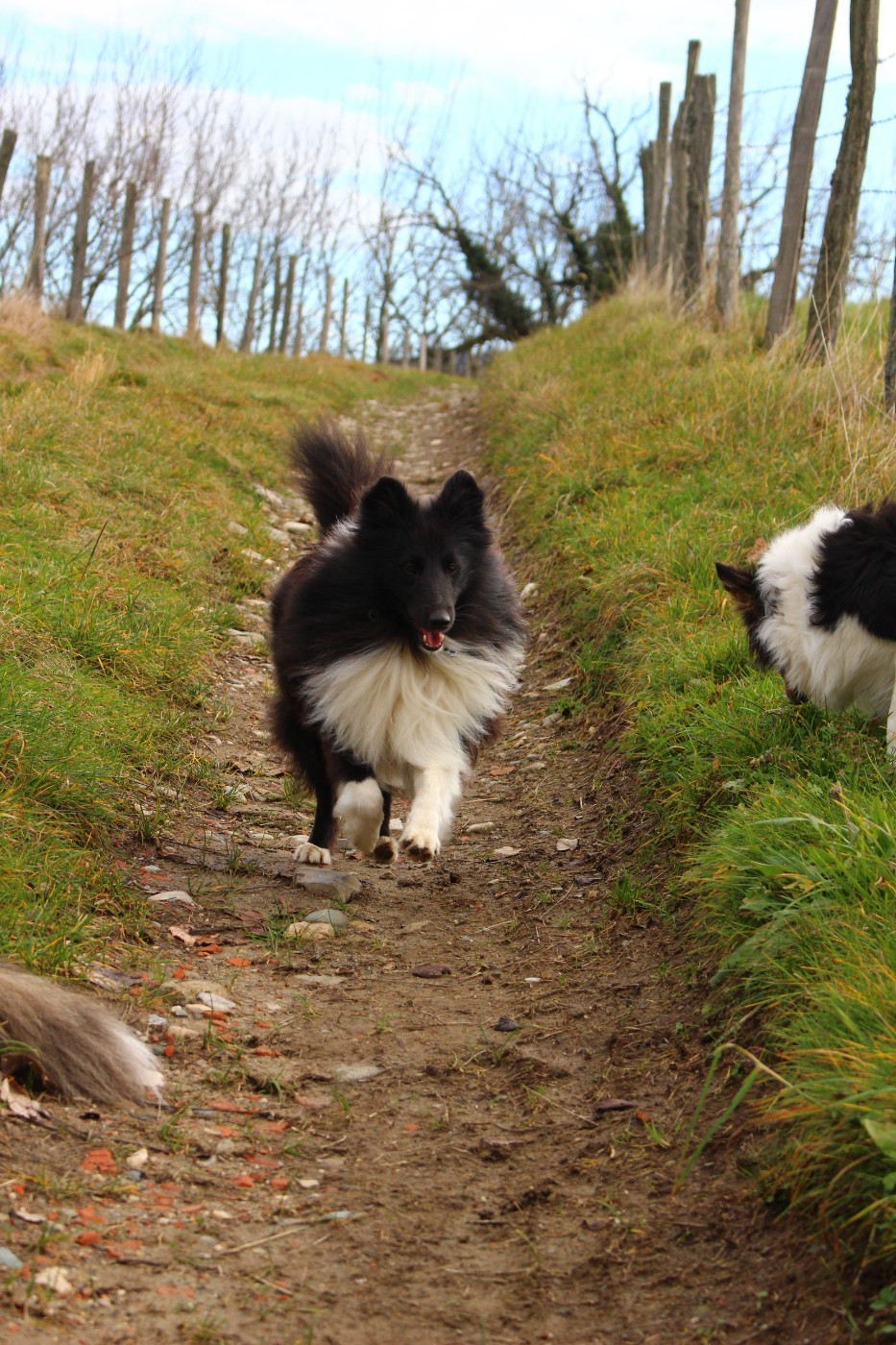 Publication : Des Monts D'Alavardi Auteur : Des Monts d'Alavardi