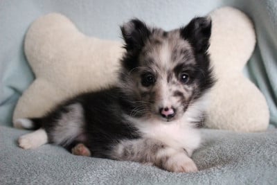 Les chiots de Shetland Sheepdog