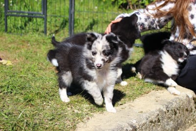 Les chiots de Shetland Sheepdog