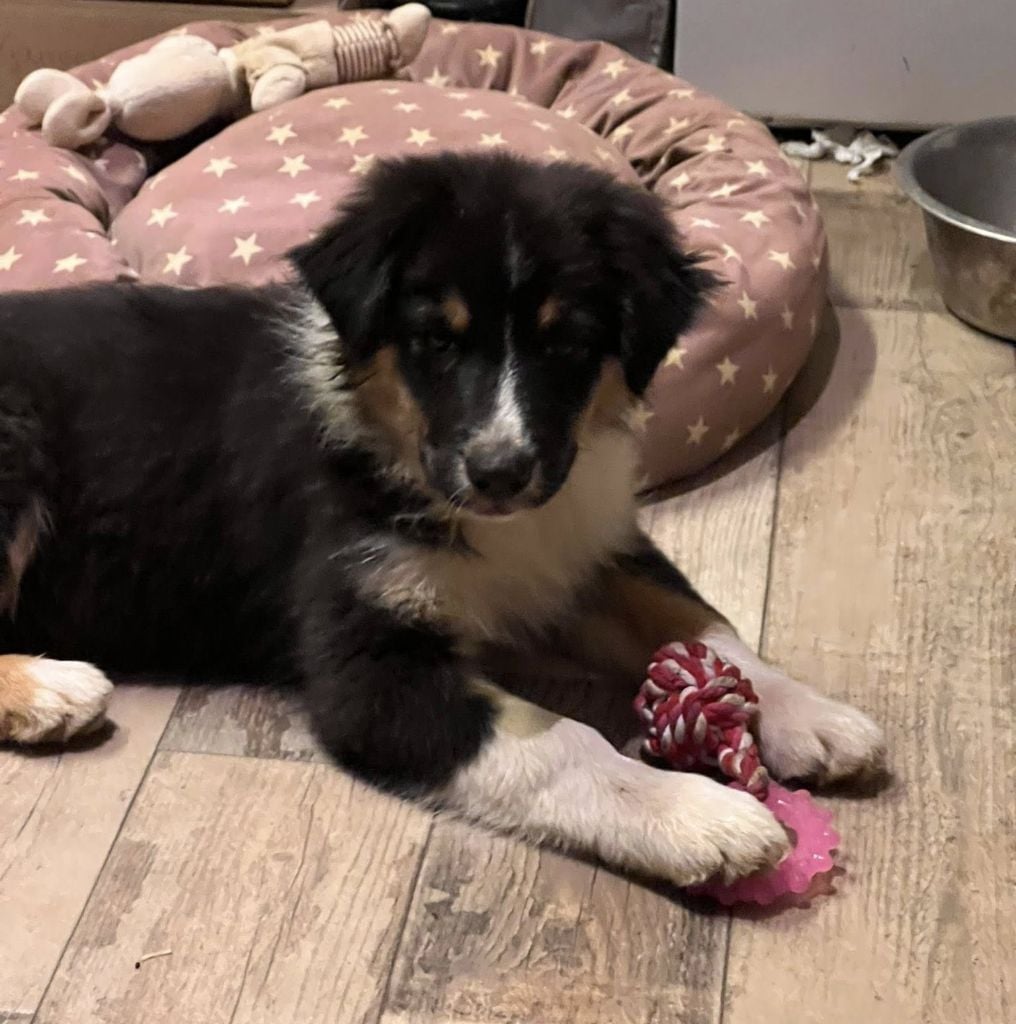 ATARIS - Berger Australien