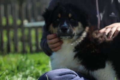 Les chiots de Berger Australien