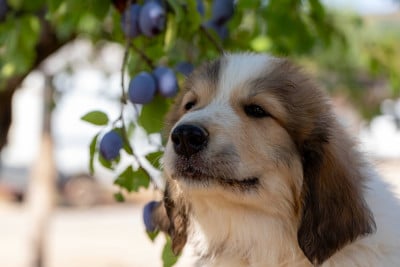 Les chiots de Chien de Montagne des Pyrenees