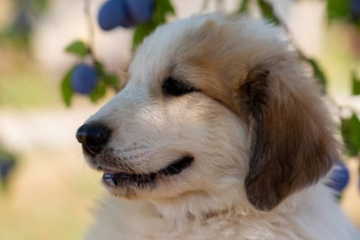 Les chiots de Chien de Montagne des Pyrenees