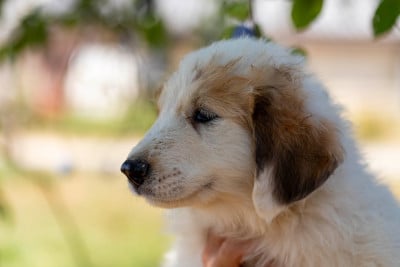 Les chiots de Chien de Montagne des Pyrenees