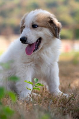 Les chiots de Chien de Montagne des Pyrenees