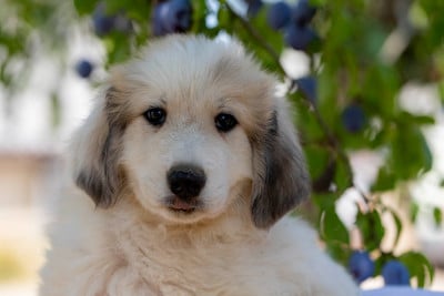 Les chiots de Chien de Montagne des Pyrenees