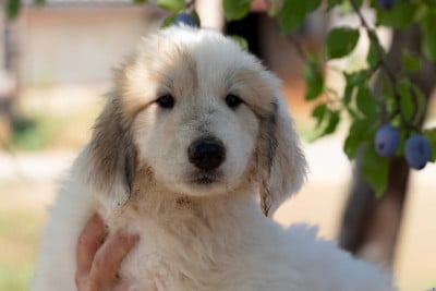 Les chiots de Chien de Montagne des Pyrenees