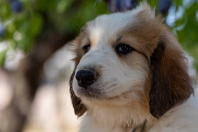 Les chiots de Chien de Montagne des Pyrenees