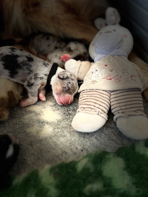 Les chiots de Berger Australien