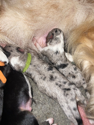 Les chiots de Berger Australien