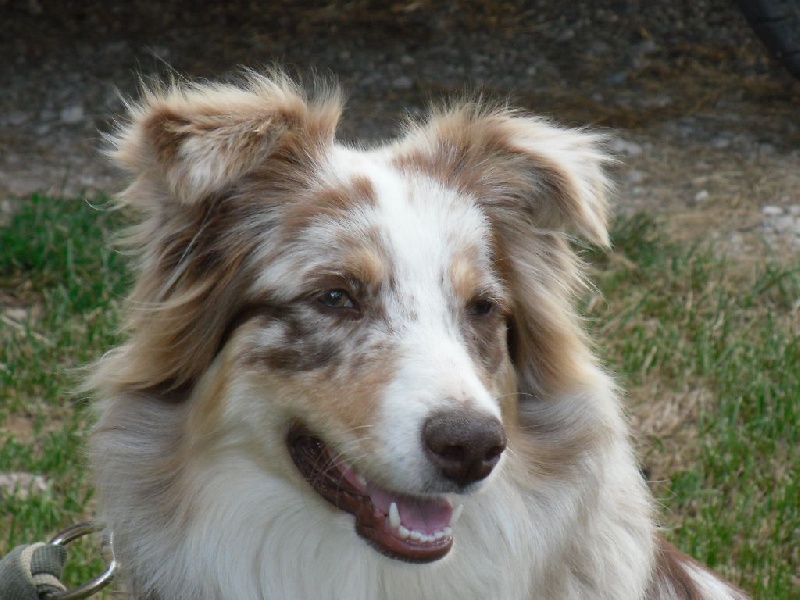 Fiona de la vallee des wolffunds - 4ème tres bon