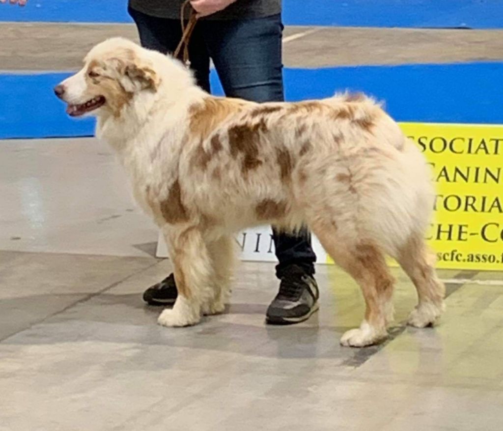 Olia Du Bonheur D'Emir - 1ER EXCELLENT