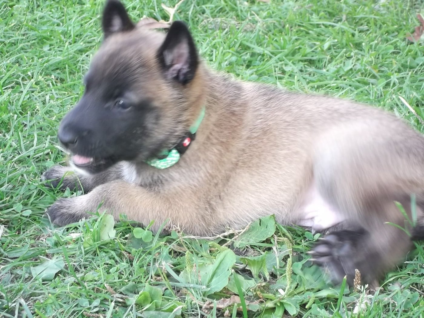 BOOMER - Berger Belge