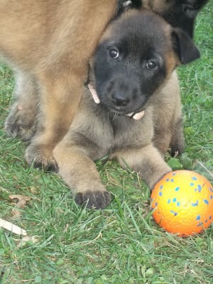 Les chiots de Berger Belge