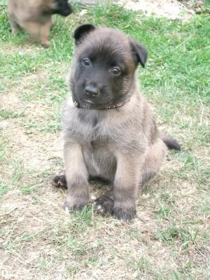 Les chiots de Berger Belge