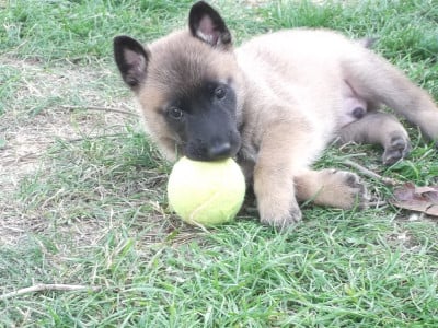 Les chiots de Berger Belge