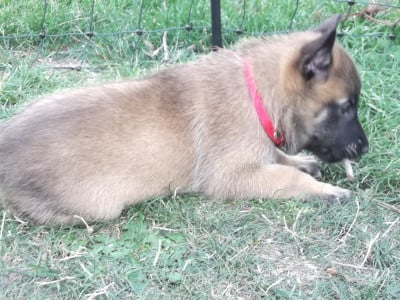 Les chiots de Berger Belge