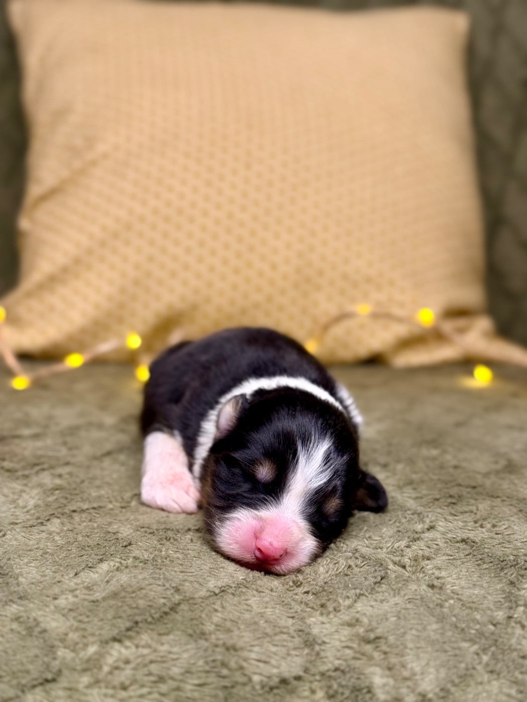 Femelle noir tricolore 2 - Berger Australien