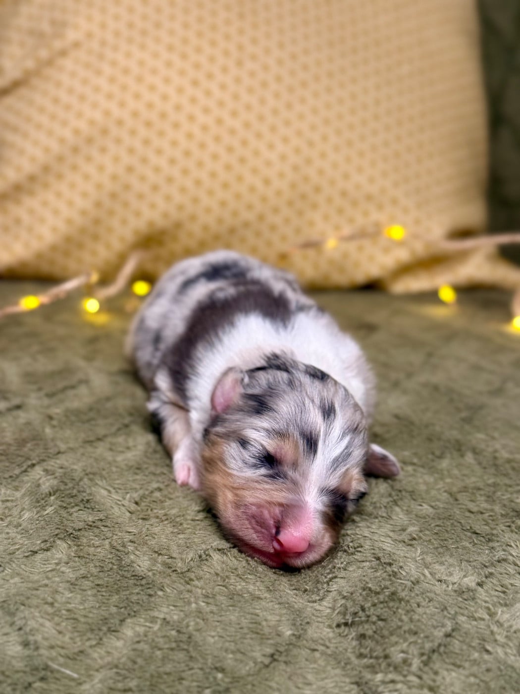 Femelle bleu merle 1 - Berger Australien