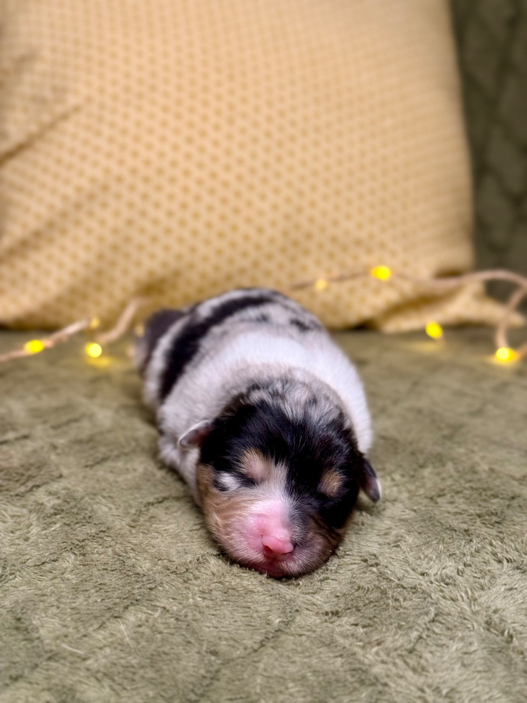 Femelle bleu merle 2 - Berger Australien