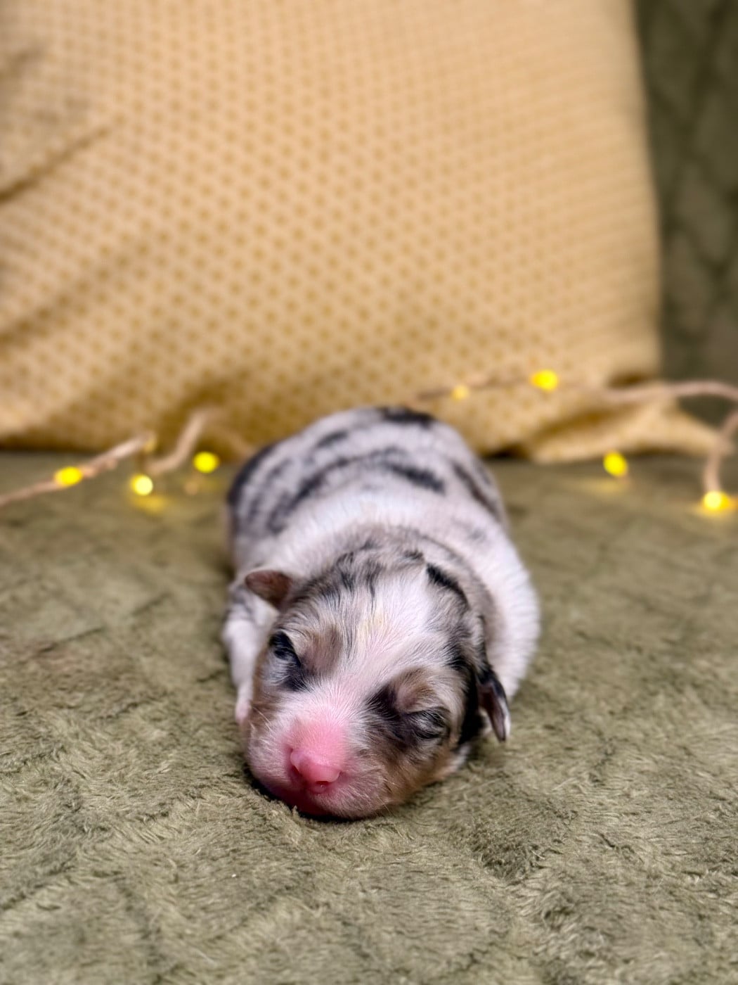 Mâle bleu merle 3 - Berger Australien