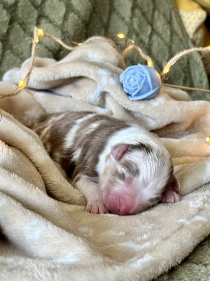 Les chiots de Berger Australien