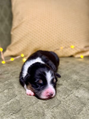 Les chiots de Berger Australien