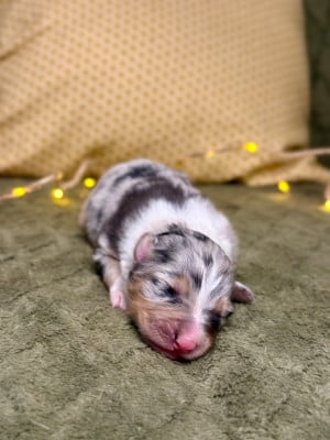 Les chiots de Berger Australien