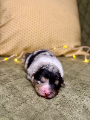 Les chiots de Berger Australien