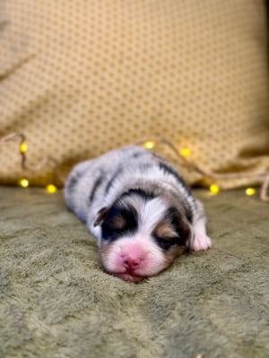 Les chiots de Berger Australien