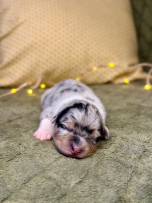 Les chiots de Berger Australien