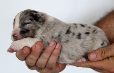 Les chiots de Berger Australien