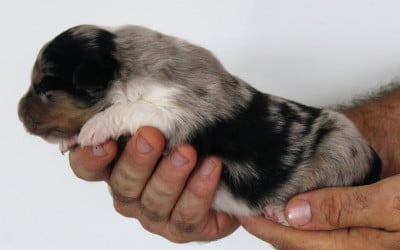 Les chiots de Berger Australien