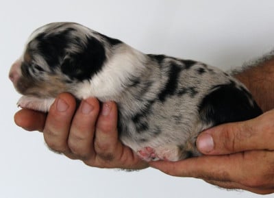 Les chiots de Berger Australien