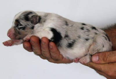 Les chiots de Berger Australien