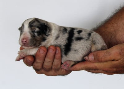Les chiots de Berger Australien