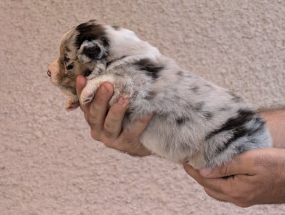 Male bleu merle 1 - Berger Australien