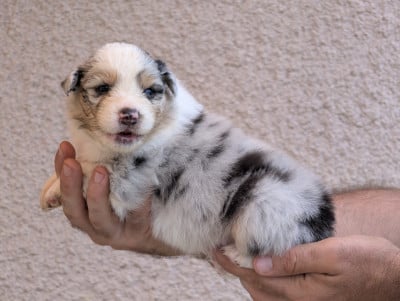 Femelle bleu merle 1 - Berger Australien