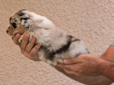 Femelle bleu merle 2 - Berger Australien