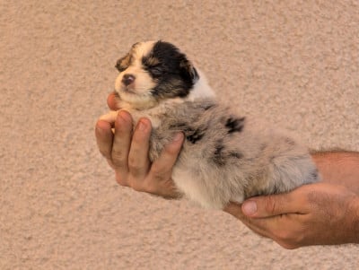 Femelle bleu merle 3 - Berger Australien