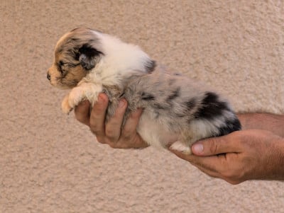 Femelle bleu merle 4 - Berger Australien