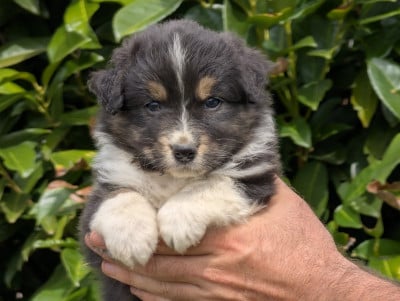 Les chiots de Berger Australien