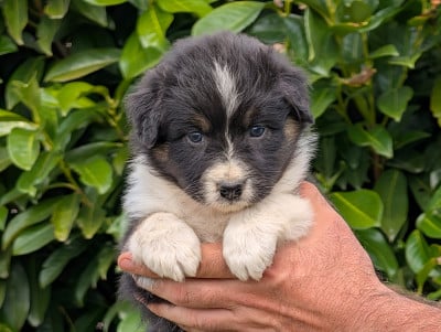 Les chiots de Berger Australien