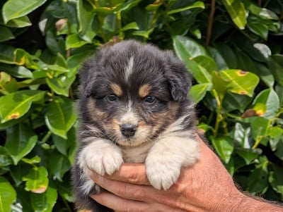 Les chiots de Berger Australien