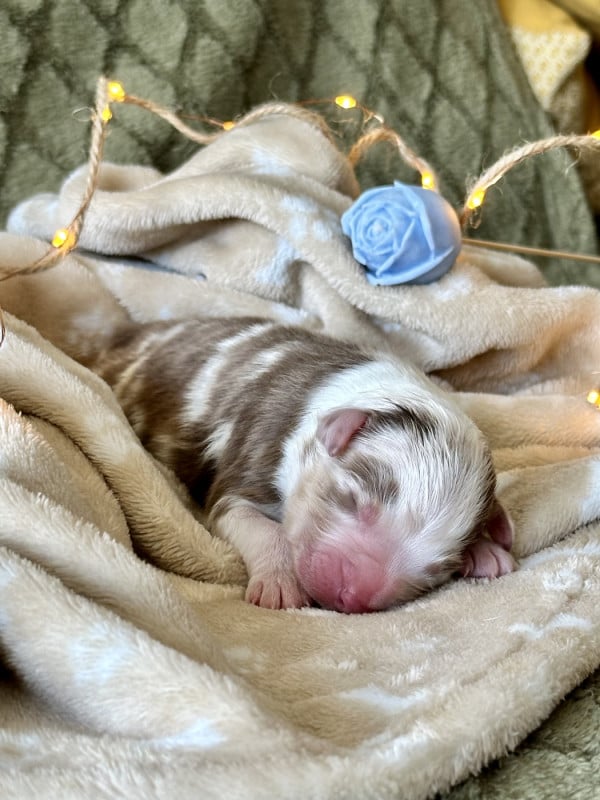 Berger Australien - De La Colombe Béarnaise