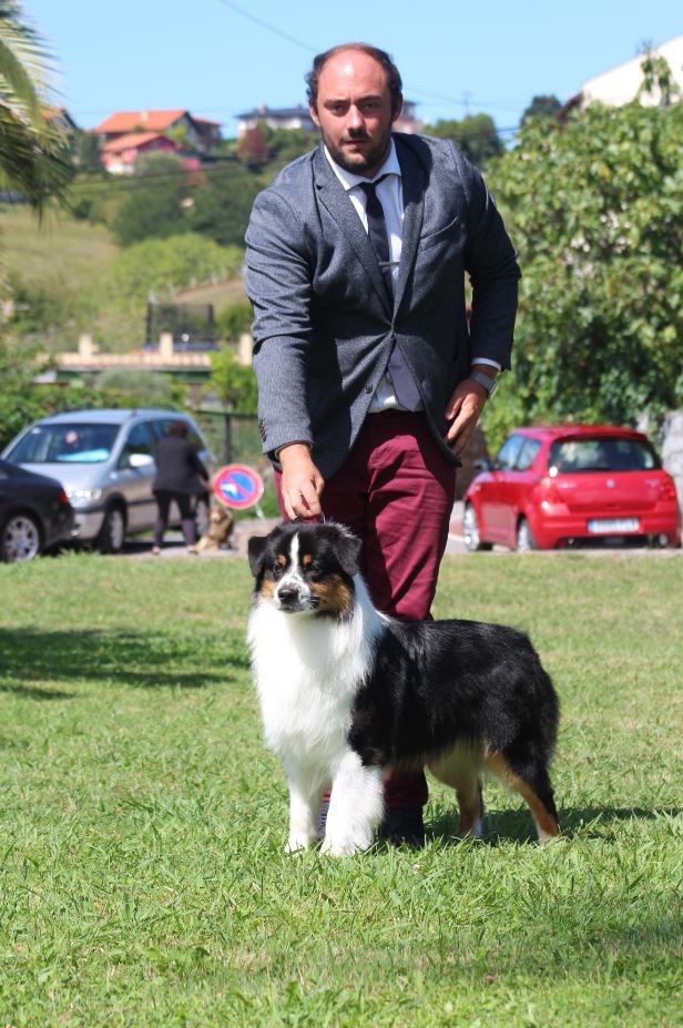 CH. Only time will tell De La Colombe Béarnaise - 1er Excellent CAC CACIB BOS - Intermédiaire mâle